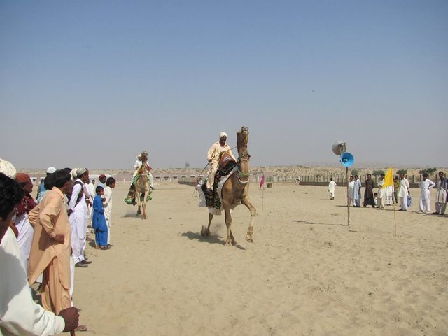 Camel Racing